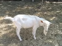 Kozioł, Saanen goat — zdjęcie 1