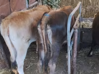 گاو ماده, Swiss cattle — عکس 5