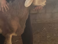 Kos, Arashan sheep — 2. fotó