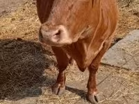 گاو ماده, گاو لیموزین — عکس 2
