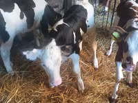 Lo’, Russian Black pied cattle — sawirka 5