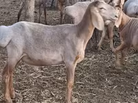 Πρόβατο, Arashan sheep — φωτογραφία 2