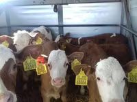 Býk, Simmental cattle — foto 5