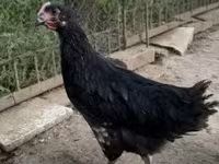 Australorp — sawirka 2