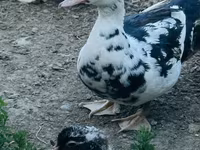 Ducks — عکس 2