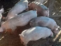 Babi hutan, Дюрок — foto 3