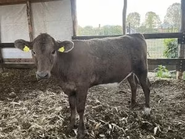 วัวตัวเมีย, Charolais cattle