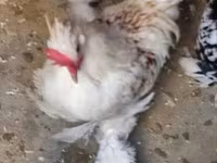 Chickens — Foto 3