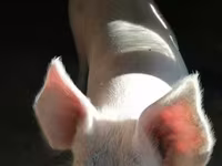 Eber, Schweine — Foto 2