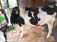 วัวตัวผู้, Simmental cattle — รูปภาพ 4