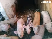 Kanec, Prasata — foto 2