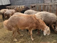 Κριός, Arashan sheep — φωτογραφία 3