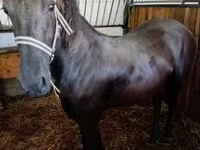 Klisna, Friesian — foto 1