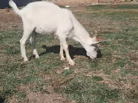 Țap, Saanen goat — foto 4