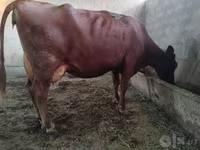 گاو ماده, Red Estonian cattle — عکس 1
