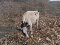Cow, Russian Black pied cattle — photo 2