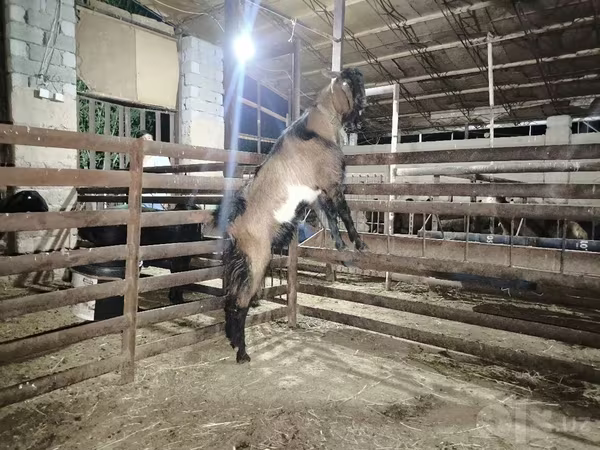 Caprone, Beetal goats