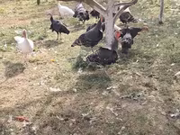 Turkeys — photo 1