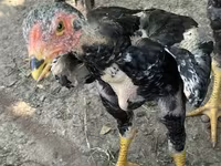 Chickens — ፎቶ 8