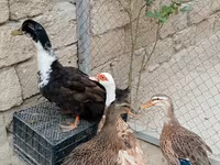 Ducks — عکس 1