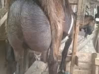 Kozel, Alpine goat — foto 1
