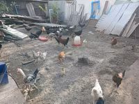 Chickens — الصورة 2