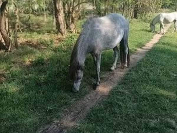 母马, Horses