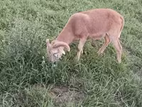 Vædder, Cameroon sheep — foto 4