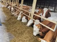 Bull, Cattle — photo 1