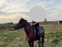 Caballo, Caballos — foto 3