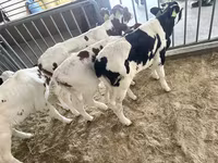 황소, Simmental cattle — 사진 6