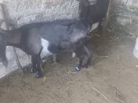 Ешкі, Ешкілер — 4-сурет