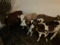Toro, Simmental cattle — foto 2