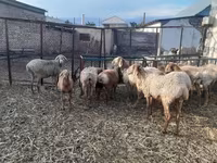 میش, Arashan sheep — عکس 4
