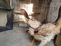 शामो चिकन्स — फ़ोटो 2