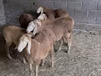 Cừu đực, Arashan sheep — ảnh 2