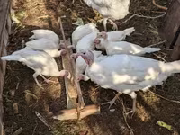Turkeys — फ़ोटो 2