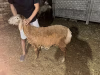 แกะตัวผู้, Arashan sheep — รูปภาพ 3