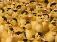 ብላጎቫርስካያ — ፎቶ 6