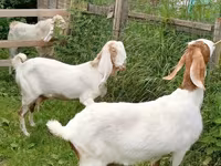 பெண் வெள்ளாடு, Nubian Goat — புகைப்படம் 7