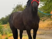 مادیان, اسب — عکس 2