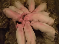 Eber, Schweine — Foto 2