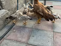 Chickens — foto 8