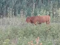 Ko, Limousin-ko. — foto 1