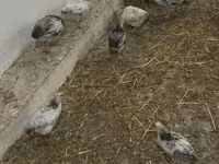 Chickens — foto 3