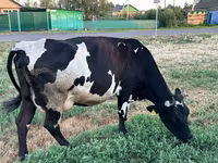 Krowa, Russian Black pied cattle — zdjęcie 1