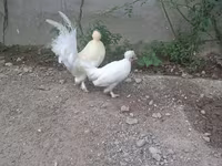 Japansk Bantam — foto 5