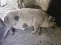 Boar, Pigs — photo 2