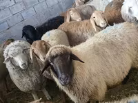 میش, گوسفند — عکس 5