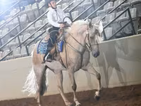 فرس, Palomino — الصورة 6